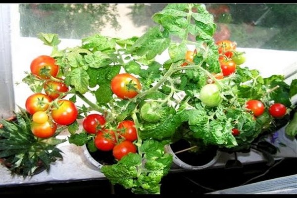 growing balcony miracle