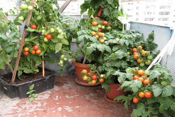 Balkonwunder Tomaten