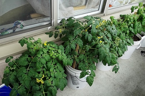 tomato balcony miracle