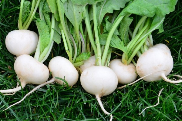 white radish recipes