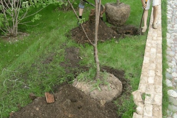 bellefleur chinesische frau apfelbaum beschreibung