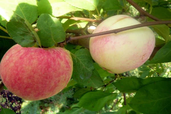 Apfelbaum Bellefleur Chinesisch