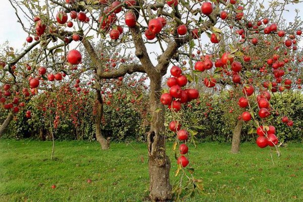 Apfelbaum Bellefleur Chinesisch