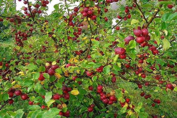 Bellefleur Chinese woman apple tree description