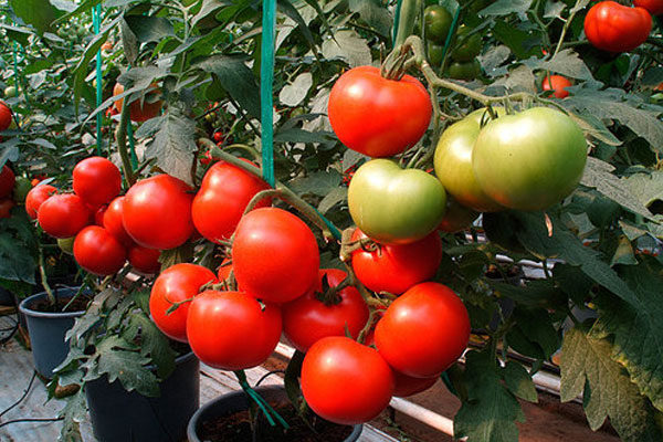 Belfort Tomaten-Charakteristik