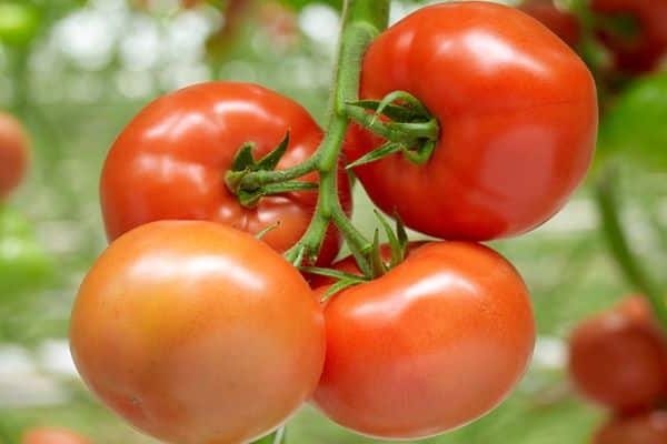 tomaten belfort bewertungen