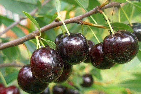 Cherry Bessya Bewertungen