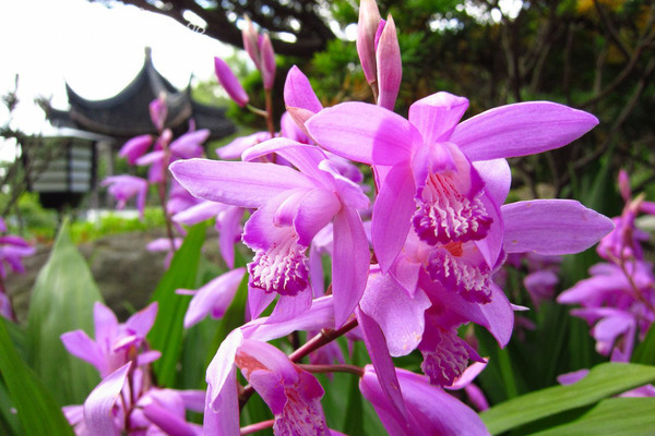 Bletilla-Fotos