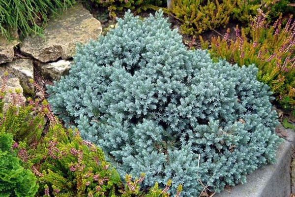 Beschreibung der blauen Alpen