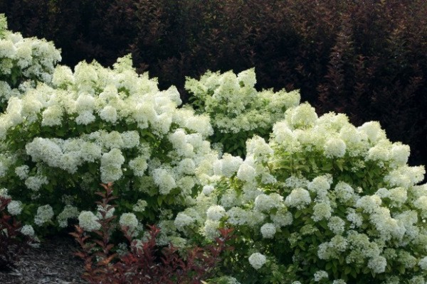 paglalarawan ng hydrangea bobo