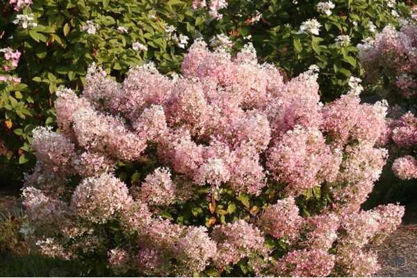 Hortensie Bobo Beschreibung Foto