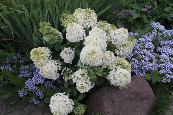 hydrangea panicle bobo