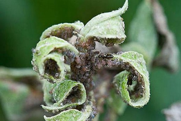 taches + sur les feuilles du pommier