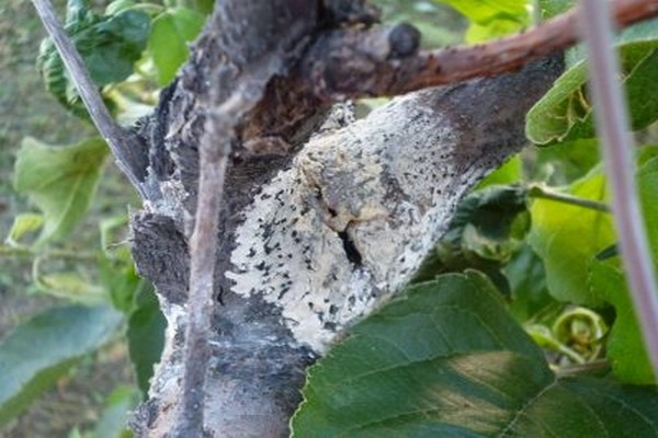 taches + sur les feuilles du pommier