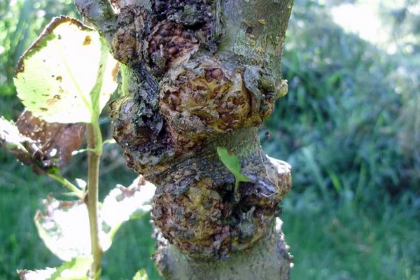 taches + sur les feuilles du pommier