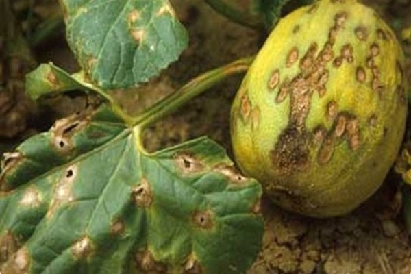 pumpkin disease + outdoor photo