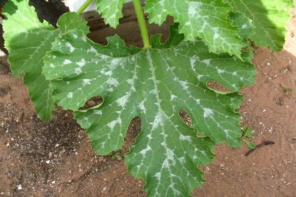 pumpkin disease pictures