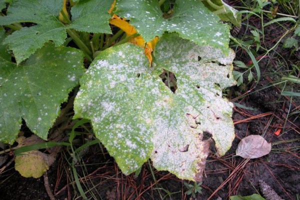 pumpkin disease pictures