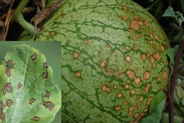 pumpkin disease + outdoors