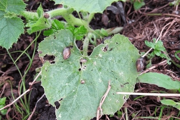 pumpkin disease + outdoors