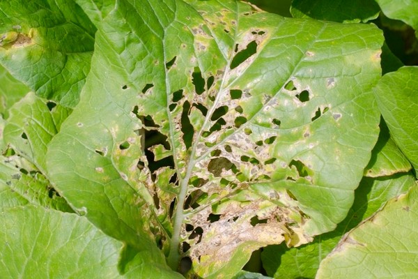 pumpkin disease + outdoors