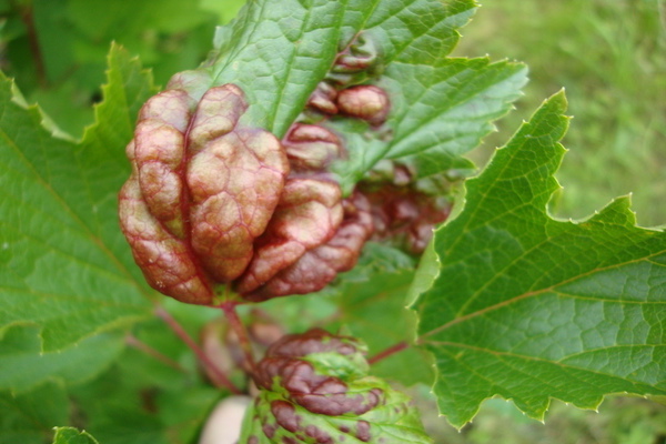 black currant disease