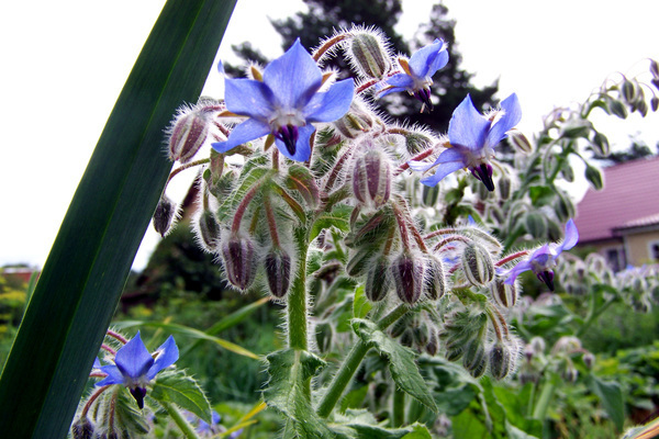 Borago photo