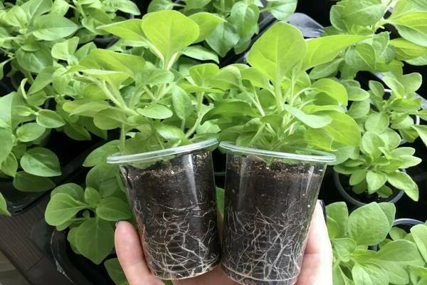 feeding petunias