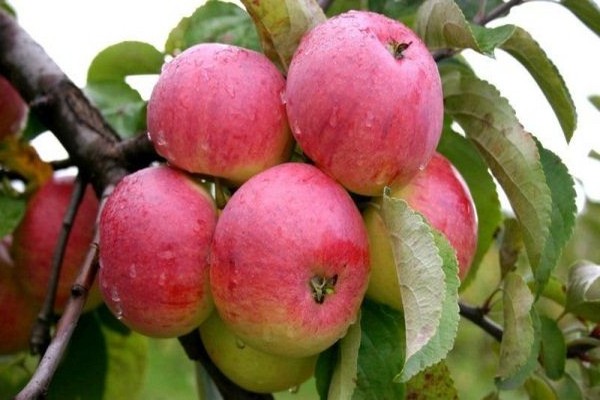 paglalarawan ng boletus apple tree