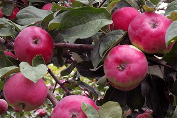 boletus apple tree