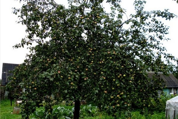 Steinpilz Apfelbaum