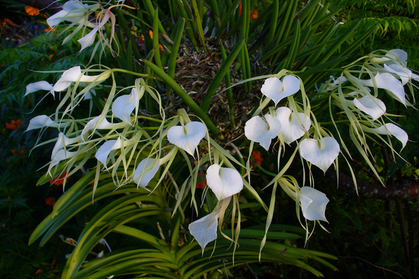 Brassavola plant