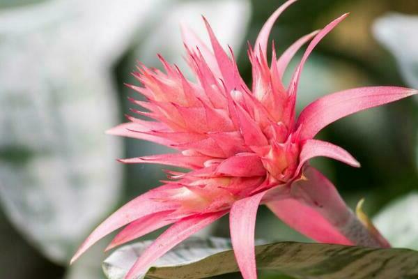 Bromelien