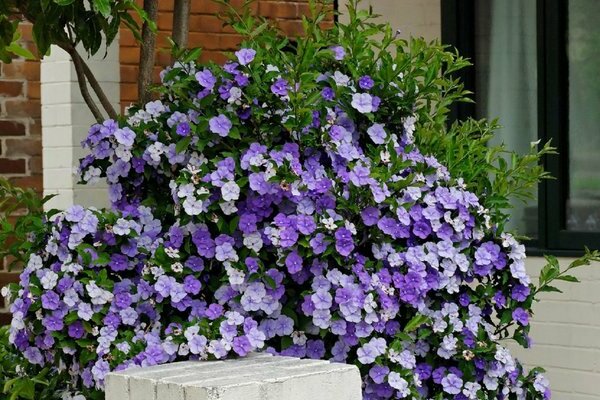 Brunfelsia