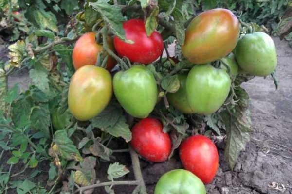 Tomate Buyan Bewertungen Foto