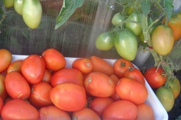 Beschreibung der Buyan-Tomaten