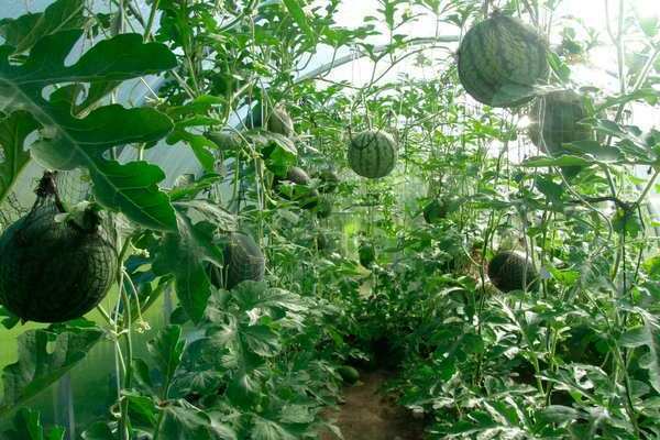 wie man wassermelonen füttert