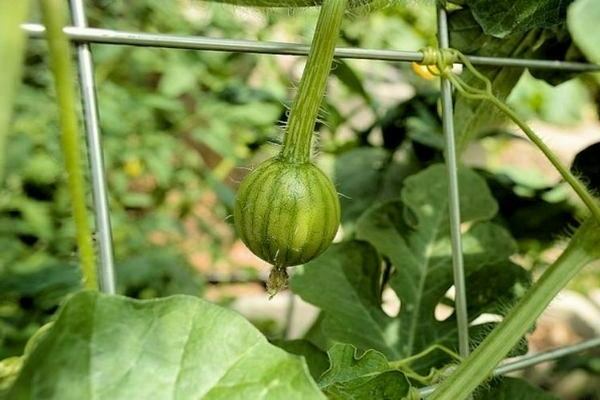 wie man wassermelonen füttert