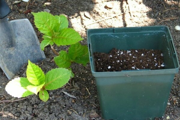 how to feed hydrangea