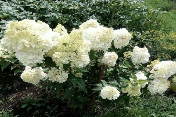 how to feed hydrangea