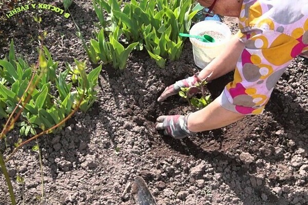 how to feed hydrangea