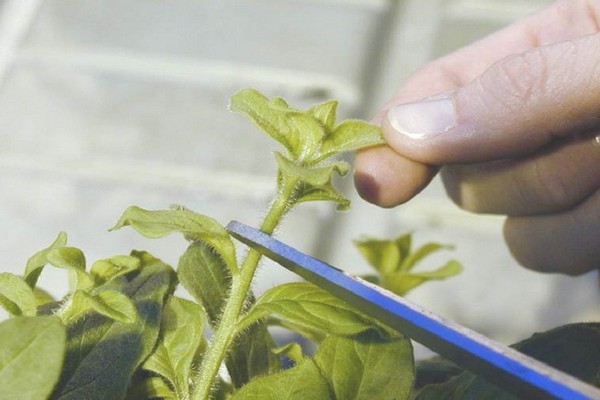 pagpaparami ng petunias sa pamamagitan ng pinagputulan + sa bahay