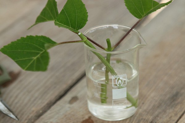 cuttings of hydrangeas in autumn