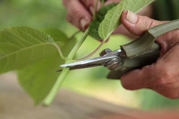 cuttings of hydrangea paniculata in summer