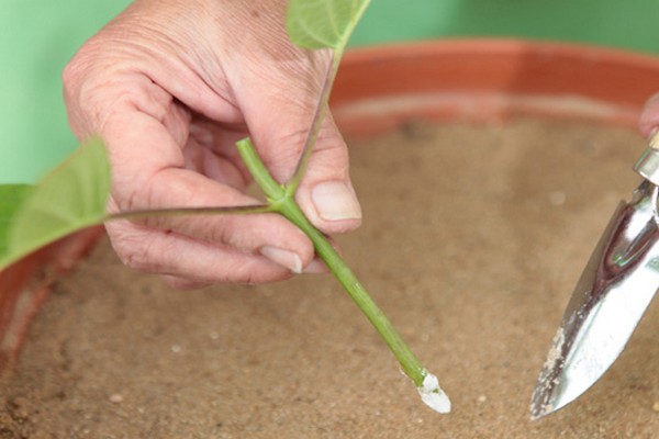 grafting panicle hydrangea