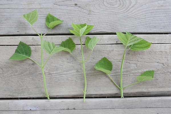 hydrangea cuttings + in August