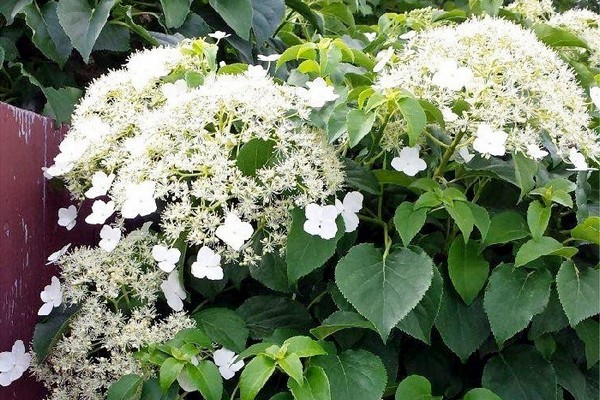 petiole hydrangea