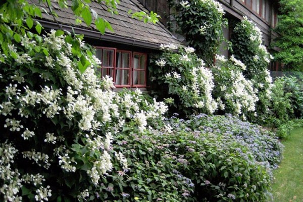 petiole hydrangea