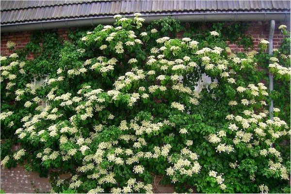 petiole hydrangea