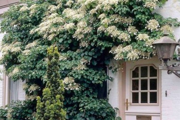 petiole hydrangea